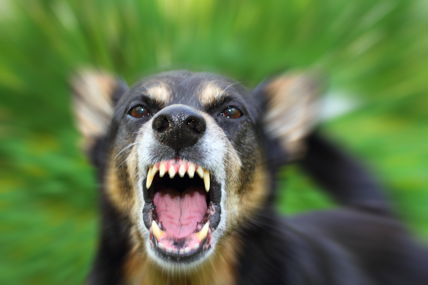 ViciousDog(2).jpg